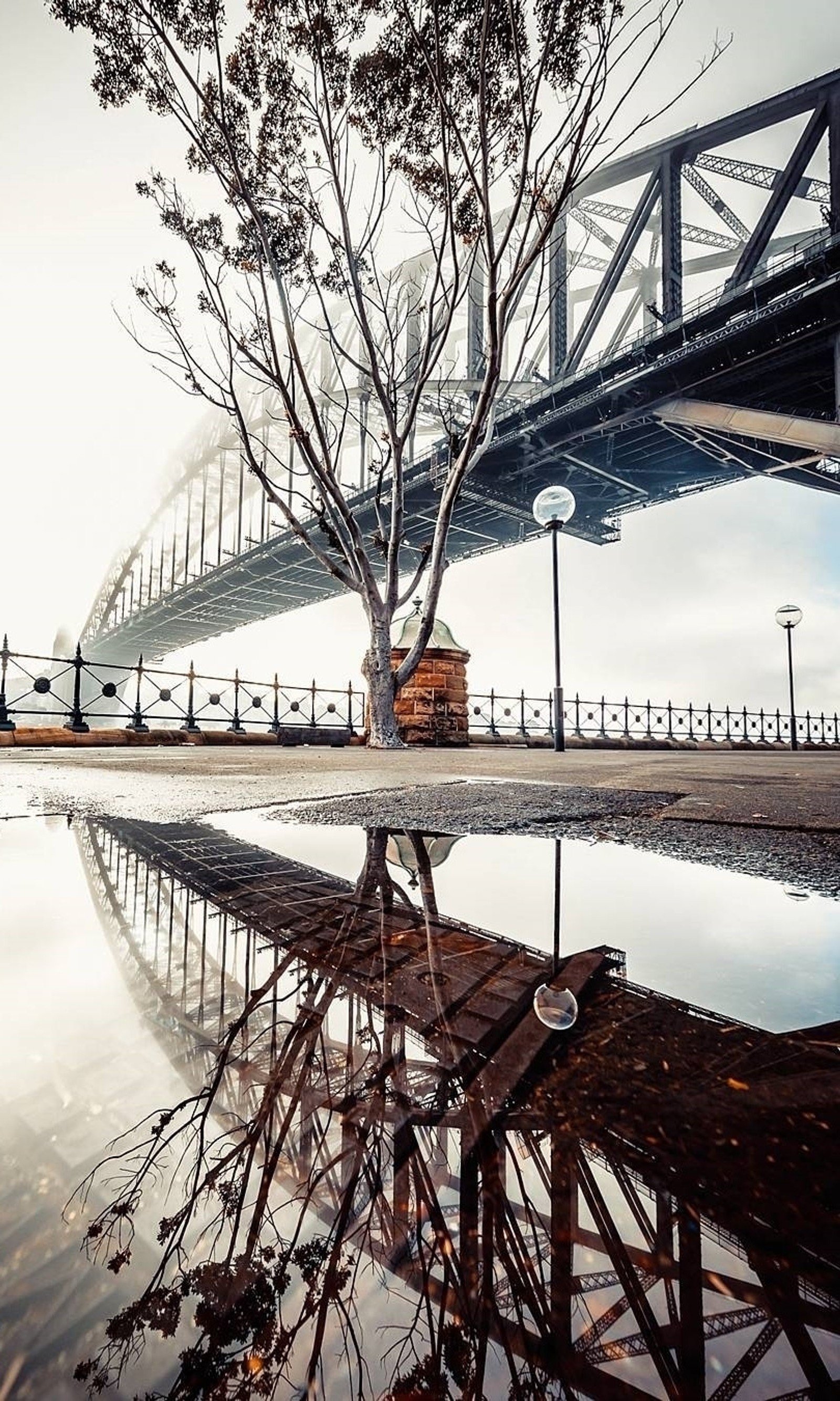 Há um reflexo de uma árvore em uma poça de água (preto, flores, galáxia, menina, crânio)