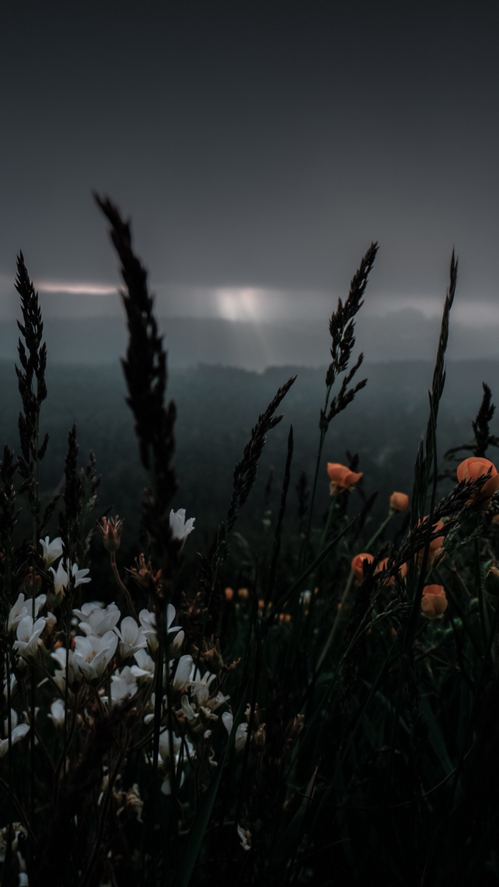 dark, flowers, grass, plants, wildlife Download Wallpaper