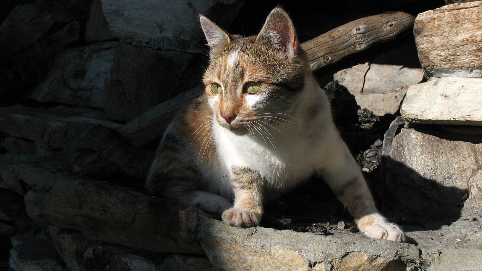 Кот, который сидит на камне на солнце (эгейская кошка, европейская короткошерстная, дикая кошка, полосатый кот, котёнок)