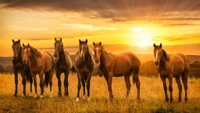 Cavalos majestosos pastando ao pôr do sol em uma pradaria dourada