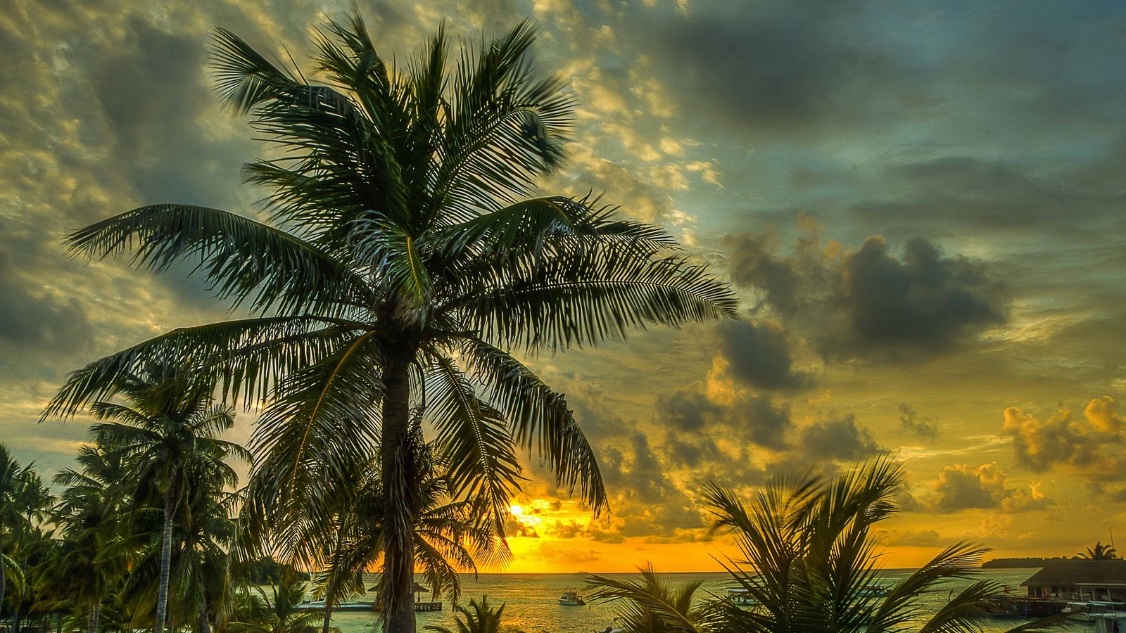 Arafed palm tree in front of a sunset with a beach in the background (palm trees, tree, palm tree, tropics, cloud)