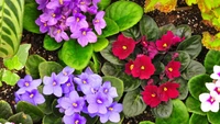 Plantas violetas vibrantes em um jardim de flores colorido