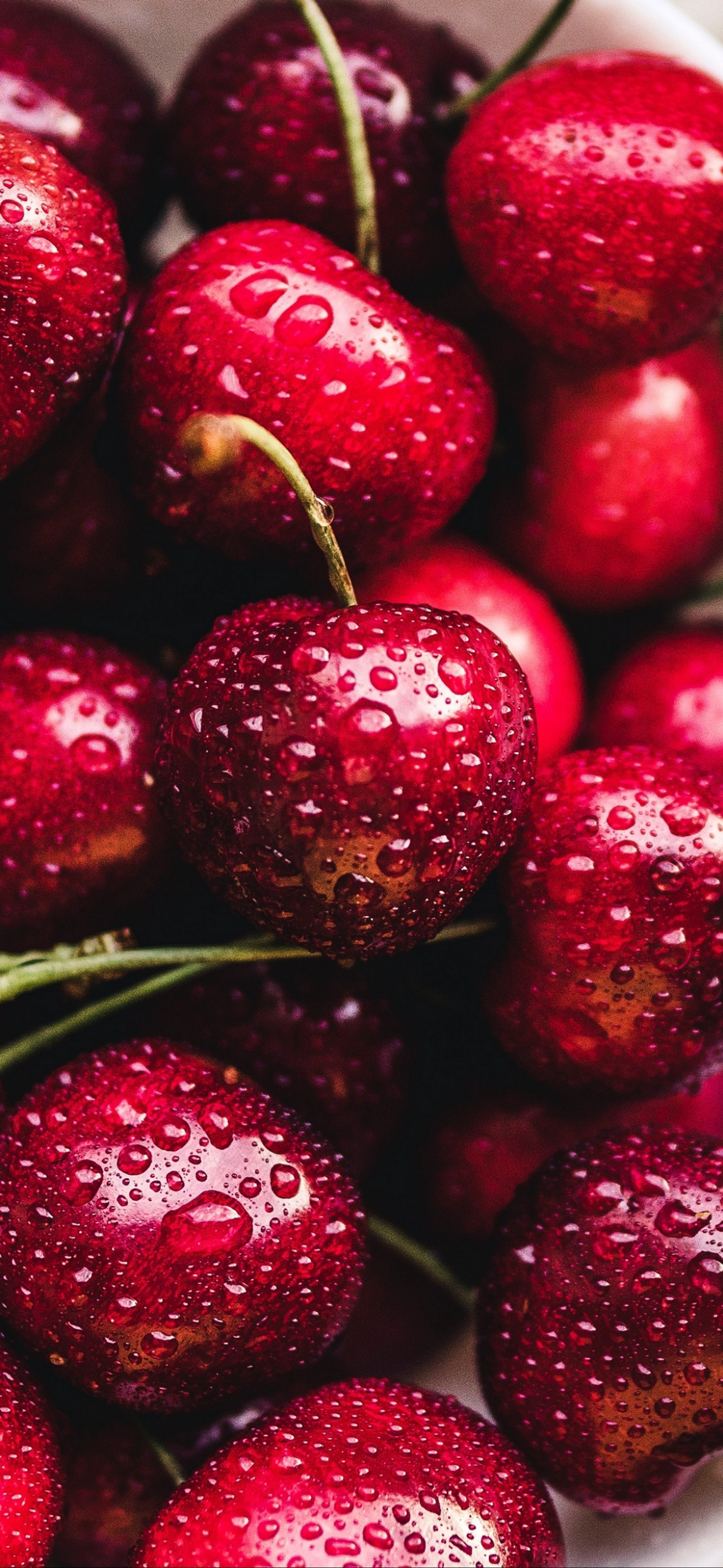 Um close em uma tigela de cerejas com gotas de água (suco, fruta, cereja, morango, vegetal)