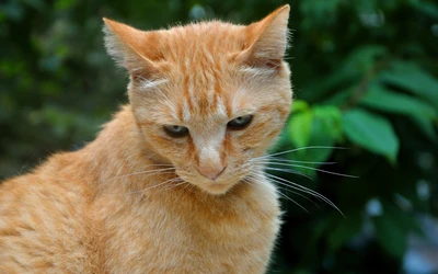 Ingwer Tabby Katze mit intensivem Blick