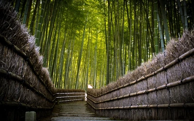 bamboo, tree, forest, nature, green