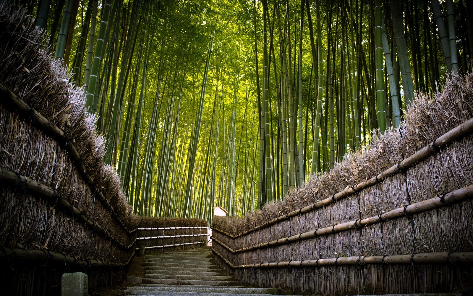 Um close em uma escada que leva a uma floresta de bambu (bambu, árvore, floresta, natureza, verde)