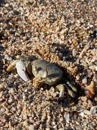 terrestrial animal, landscape, arthropod, invertebrate, sand