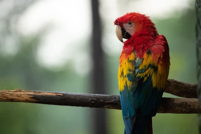 Arara escarlate empoleirada em um galho, exibindo plumagem vibrante vermelha, amarela e azul.