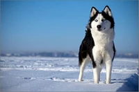 sibirischer husky, husky, welpe, hund, hunderasse