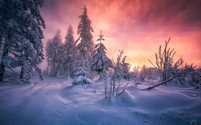 Wintersonne: Eine frostige Landschaft, beleuchtet von einem bunten Himmel