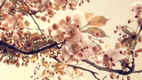 Delicate Cherry Blossom Branch in Full Bloom