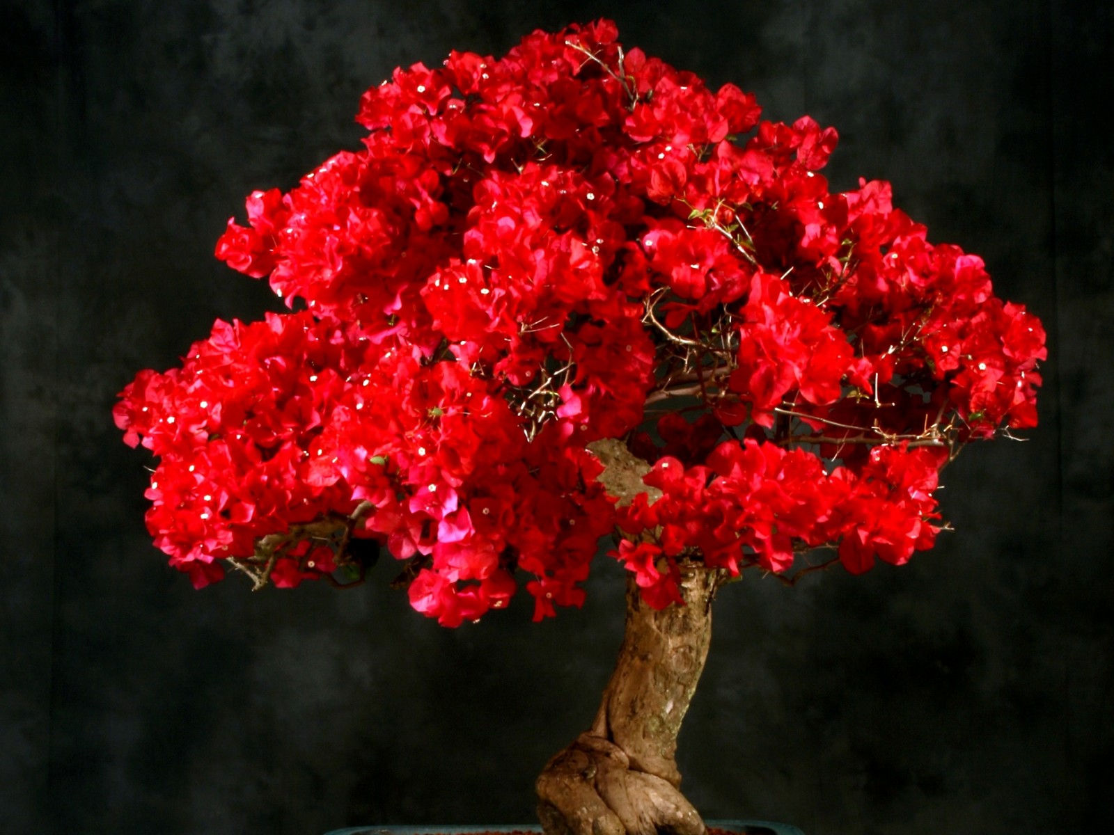 bonsai, flowering plant, tree, red, houseplant wallpaper