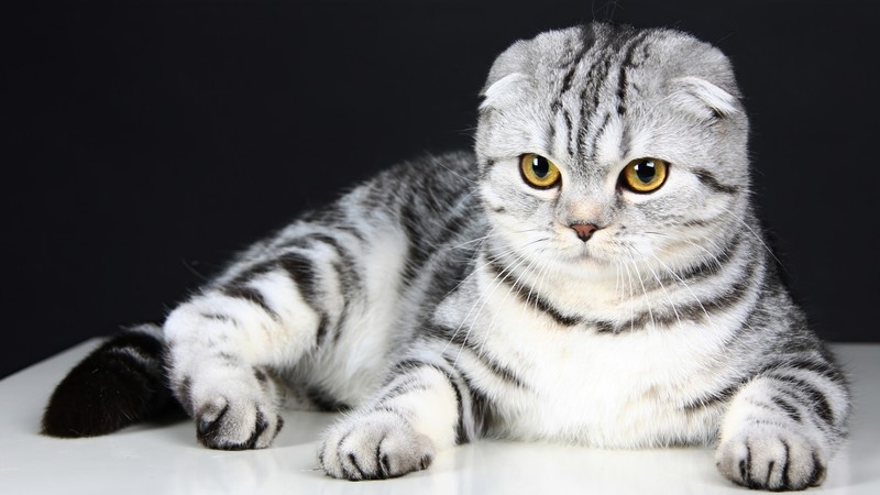 Кот, который лежит на столе (шотландская вислоухая, scottish fold, кот, котёнок, животное)