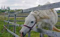 Cavalo branco com bridão pastando perto de uma cerca de madeira em uma fazenda