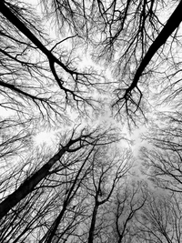 Ramas entrelazadas en un bosque en blanco y negro