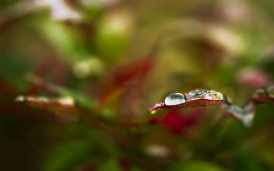 Fotografia macro de gotas de orvalho em vegetação folhosa vibrante