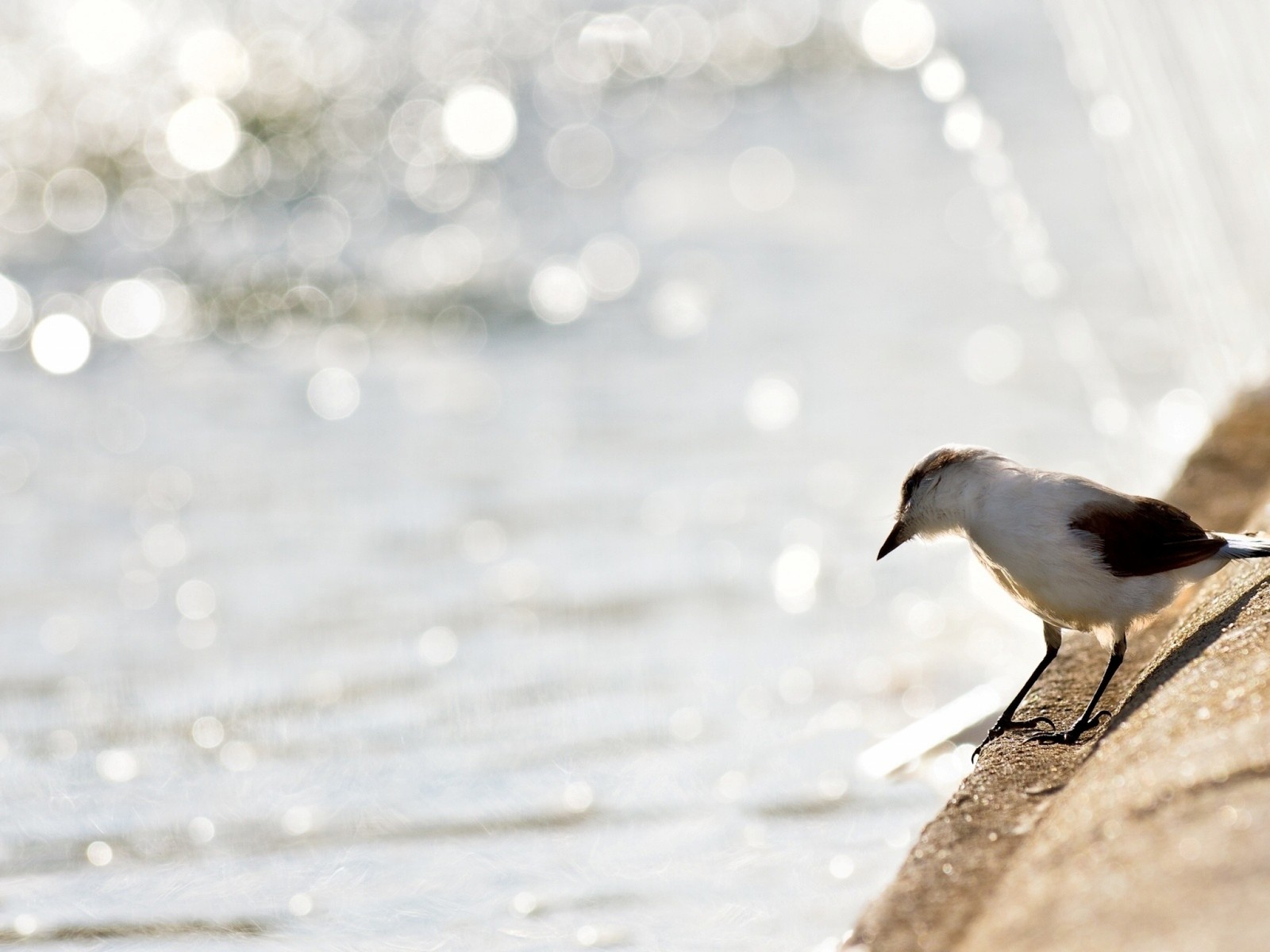 There is a small bird standing on a rock by the water (beak, bird, twig, shorebird, emberizidae)