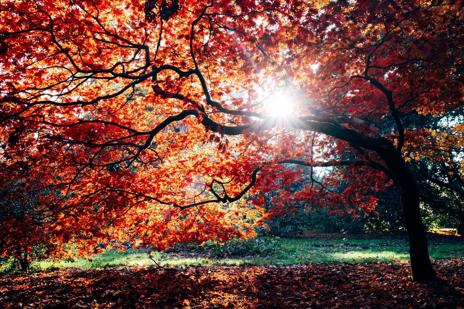 Un arbre avec des feuilles rouges vives et le soleil qui brille à travers (automne, érable, feuillage dautomne, ensoleillement, westonbirt)