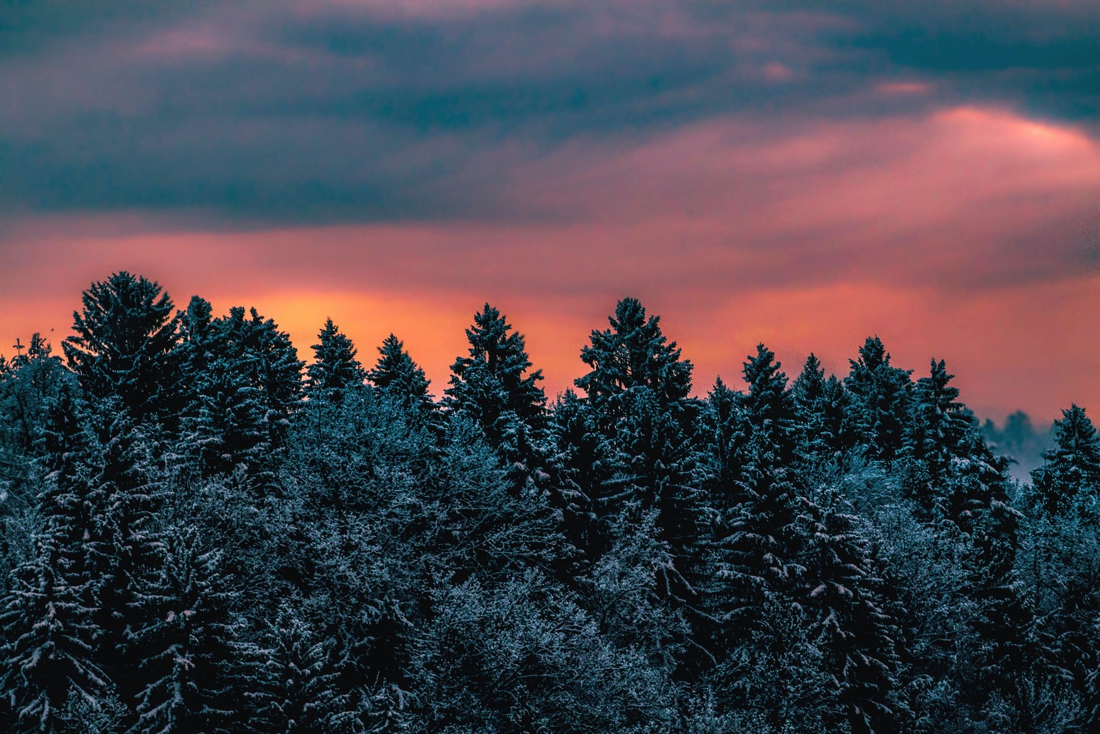 Un primer plano de un bosque nevado con un cielo rojo (invierno, pinos, cielo de la tarde, crepúsculo, naturaleza)