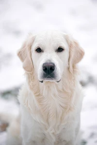 Ein ruhiger Golden Retriever mit einem flauschigen weißen Fell schaut aufmerksam, vor einer schneebedeckten Kulisse.