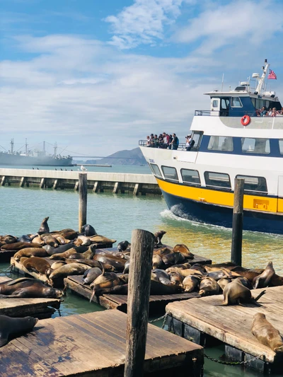 Fähre nähert sich dem Pier von San Francisco zwischen sonnenbadenden Seelöwen