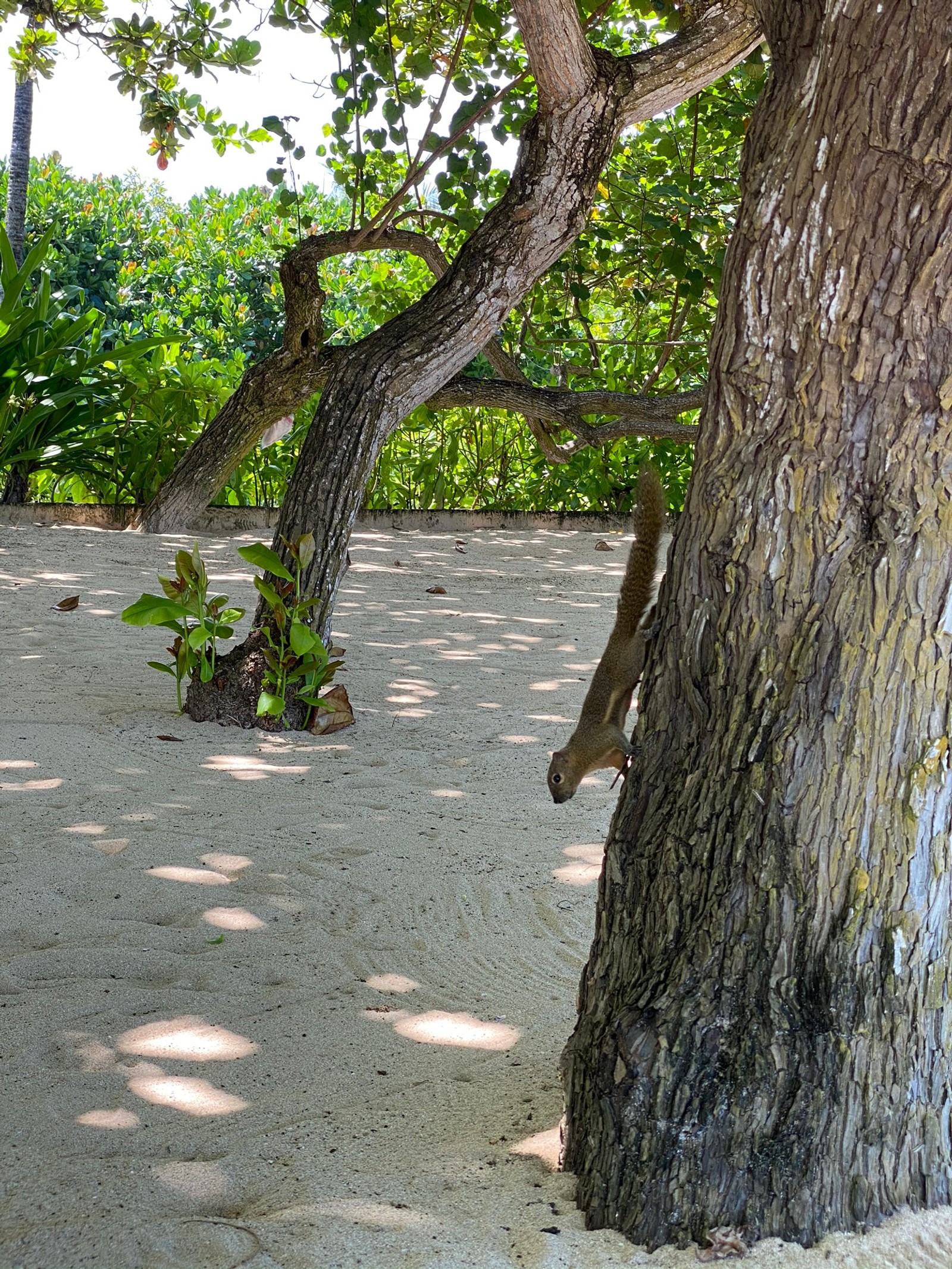 There is a squirrel that is standing on a tree trunk (branch, wood, tree, trunk, twig)