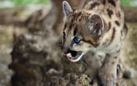 Close-up of a young puma with striking blue eyes, showcasing its distinctive spotted fur and prominent whiskers as it navigates rocky terrain.