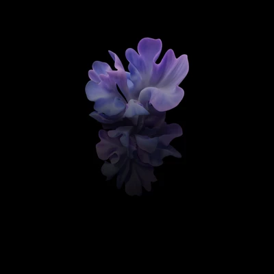 Samsung Galaxy Z Flip Displaying a Blooming Flower Against a Dark Background