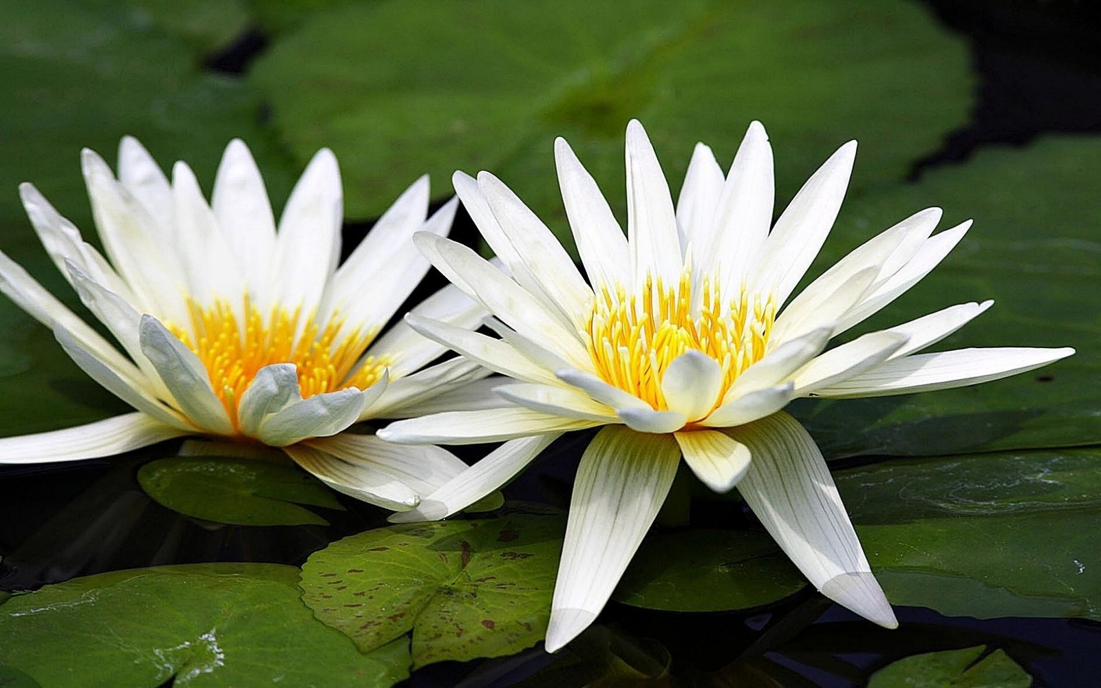 Zwei weiße seerosen schwimmen in einem teich (wasserpflanze, blütenblatt, heilige lotus, flora, lilie)