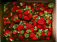 Freshly Harvested Strawberries in a Box