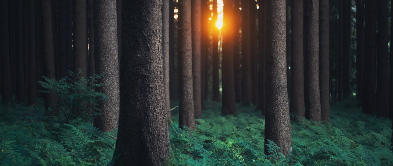 A close up of a forest with a sun shining through the trees (forest, tree, woodland, sunlight, biome)