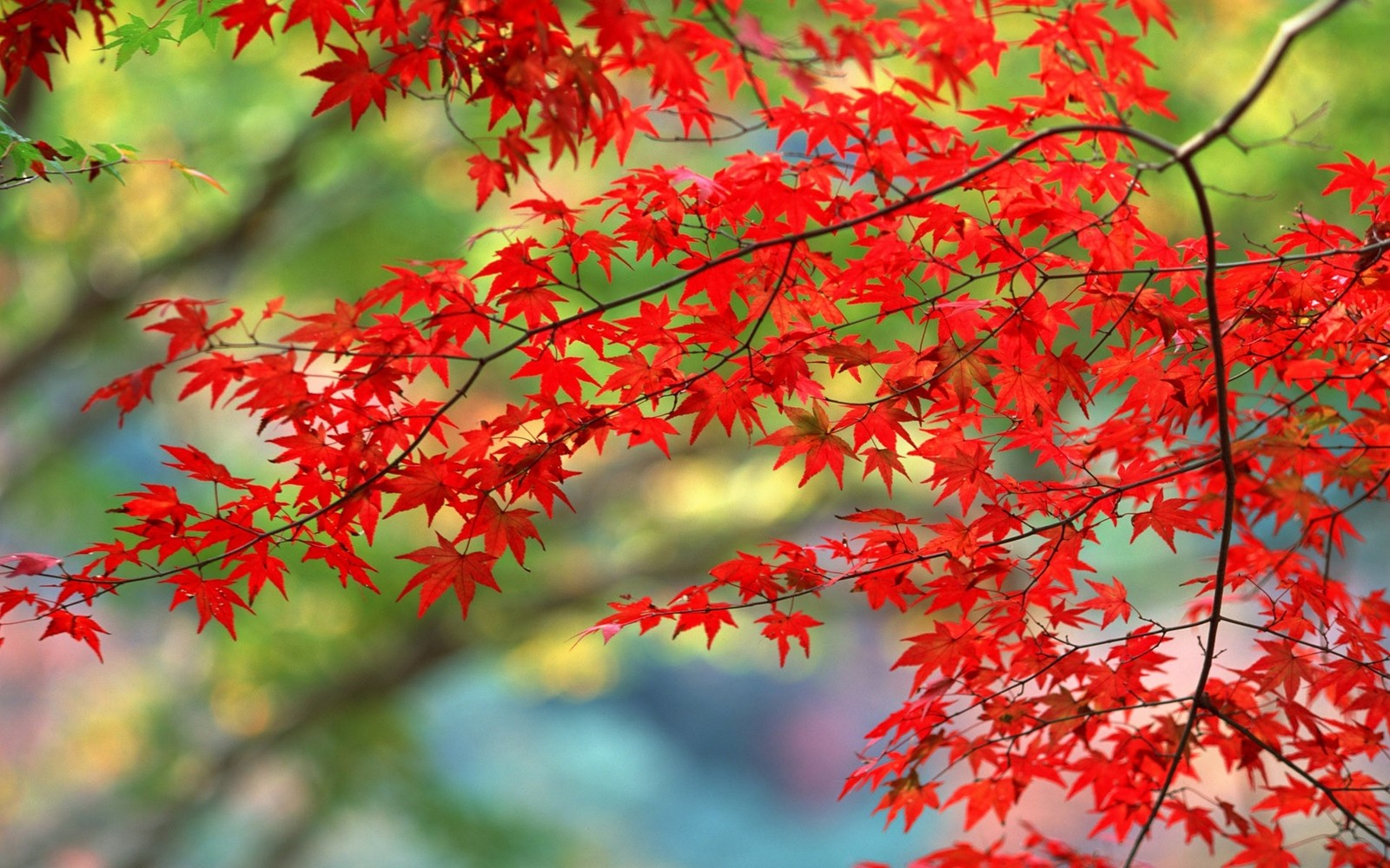 autumn, autumn leaf color, season, tree, branch wallpaper