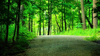 Serene Pathway Through Lush Green Woodland