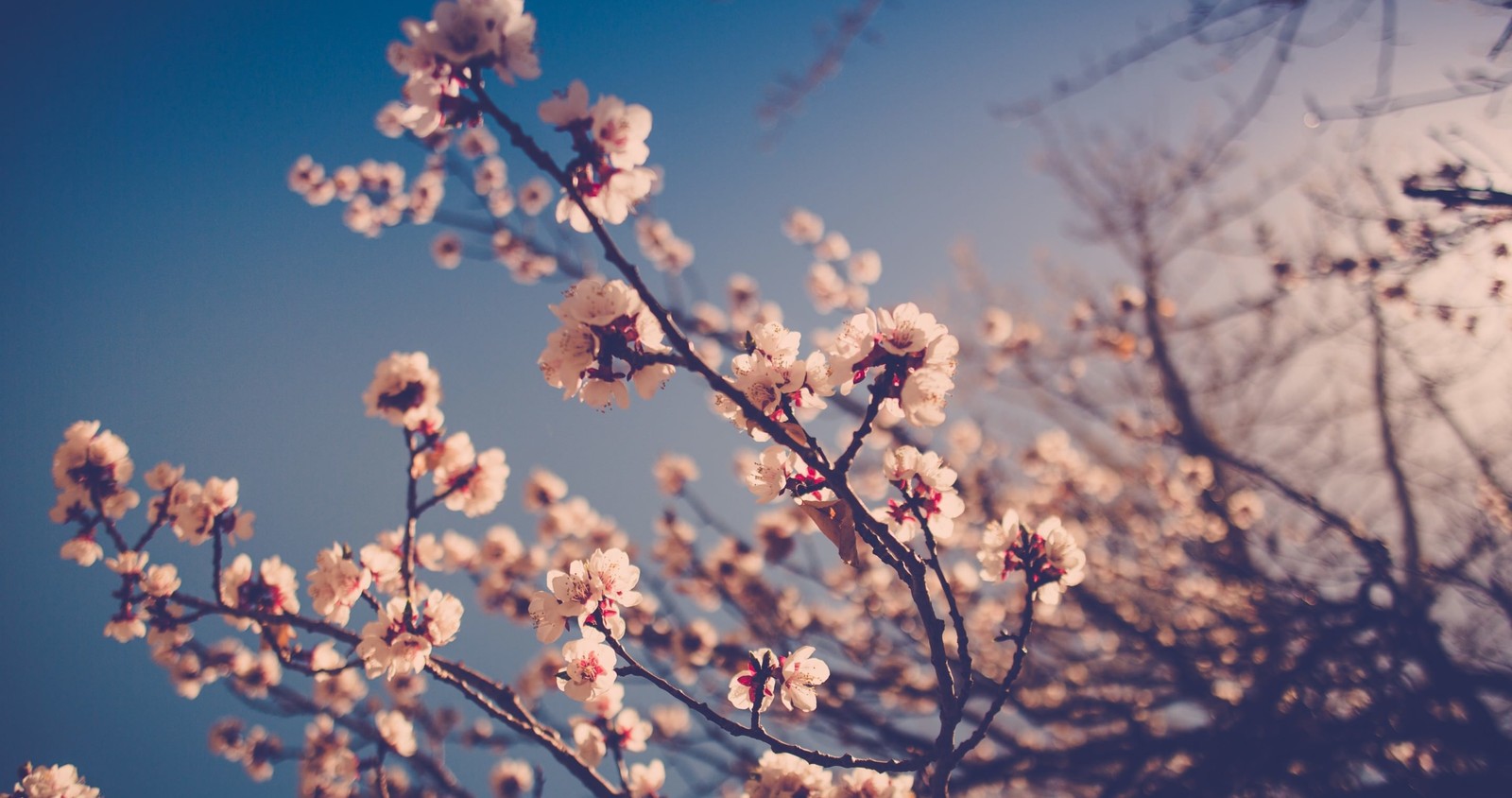 There is a tree with white flowers in the middle of it (cherry blossom, spring, blossom, flower, branch)