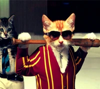 Stylishly Cool Cats in Sunglasses and Attire