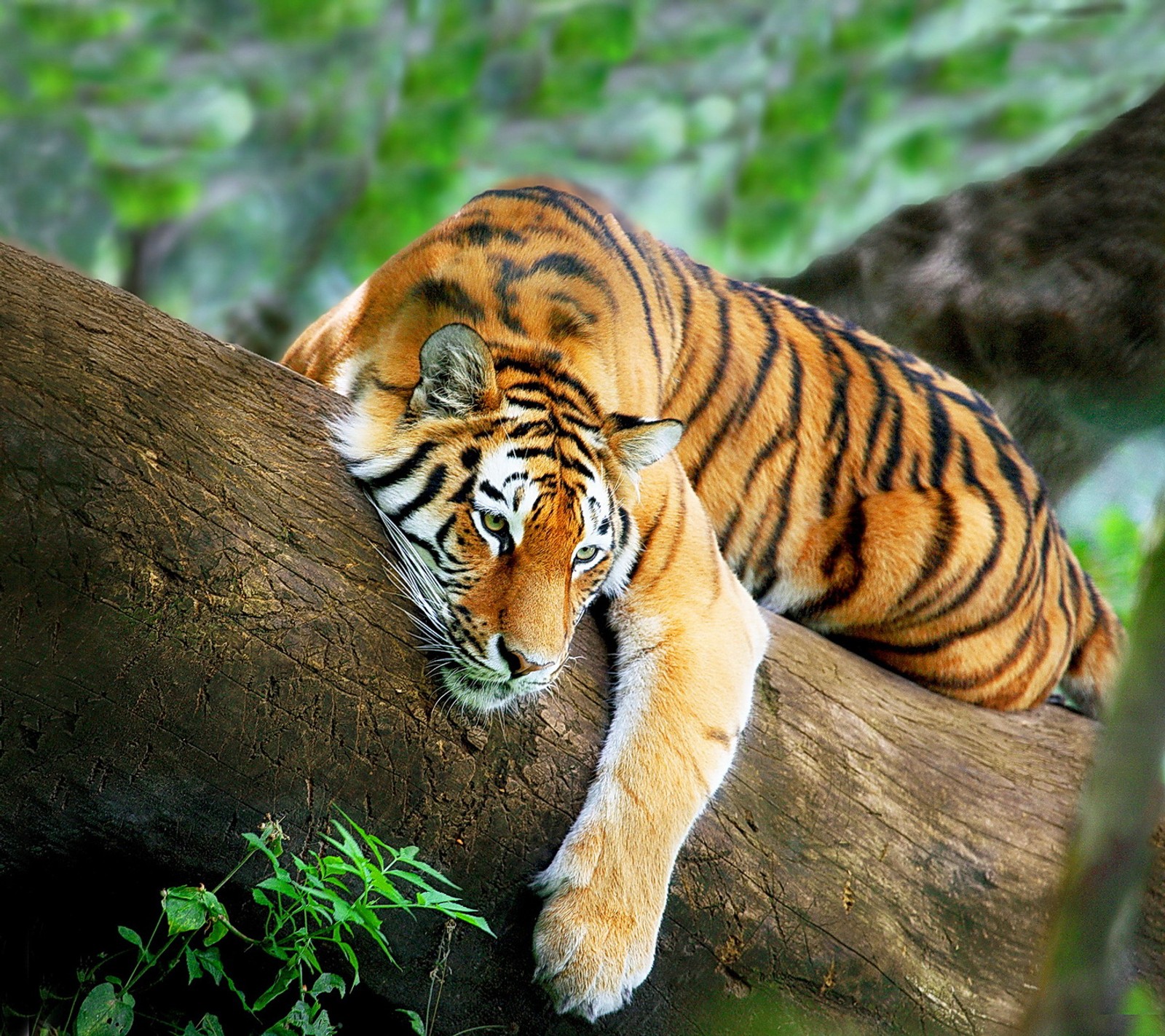 Il y a un tigre qui est allongé sur une branche d'arbre (détente, tigre, arbre)