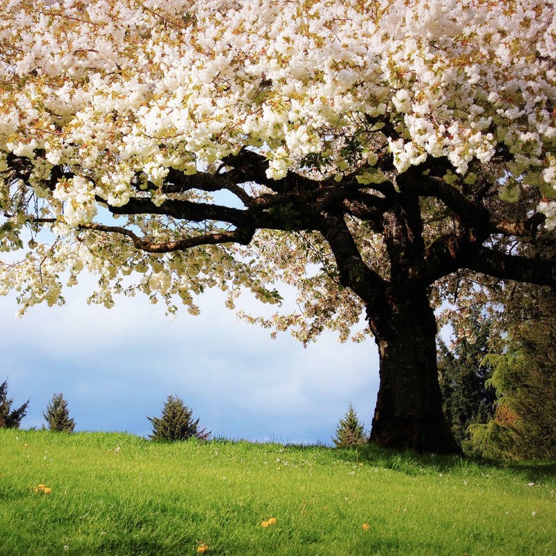 Il y a un grand arbre dans l'herbe avec des fleurs blanches (beau, arbre)