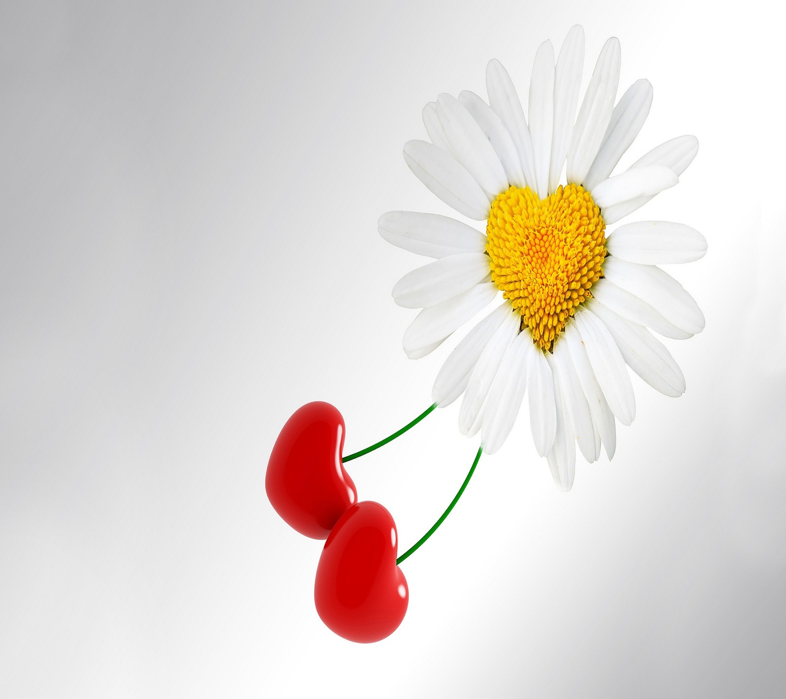 There is a white flower with two cherries on it (hearts, love, love white flower, white flower)