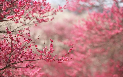 beau, fleurs, fleur, pêche, romance