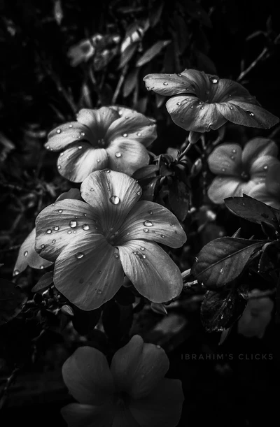 Elegant Black and White Flowers with Dew Drops