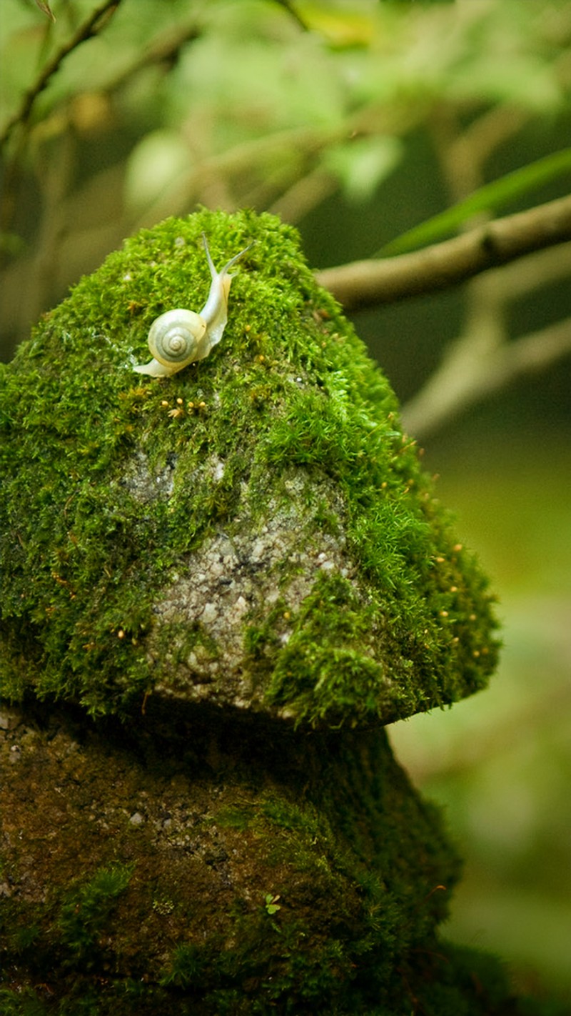 Улитка ползет по покрытому мхом камню (лес, трава, любовь, love nature, природа)