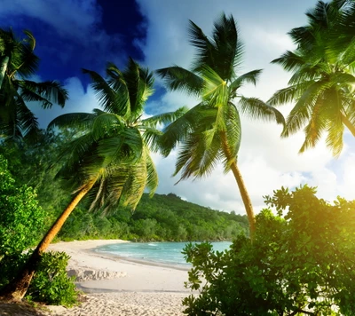 Paradis tropical aux Seychelles : Palmiers luxuriants au bord de la plage et de la mer sereine