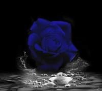 rosa azul, fondo de pantalla