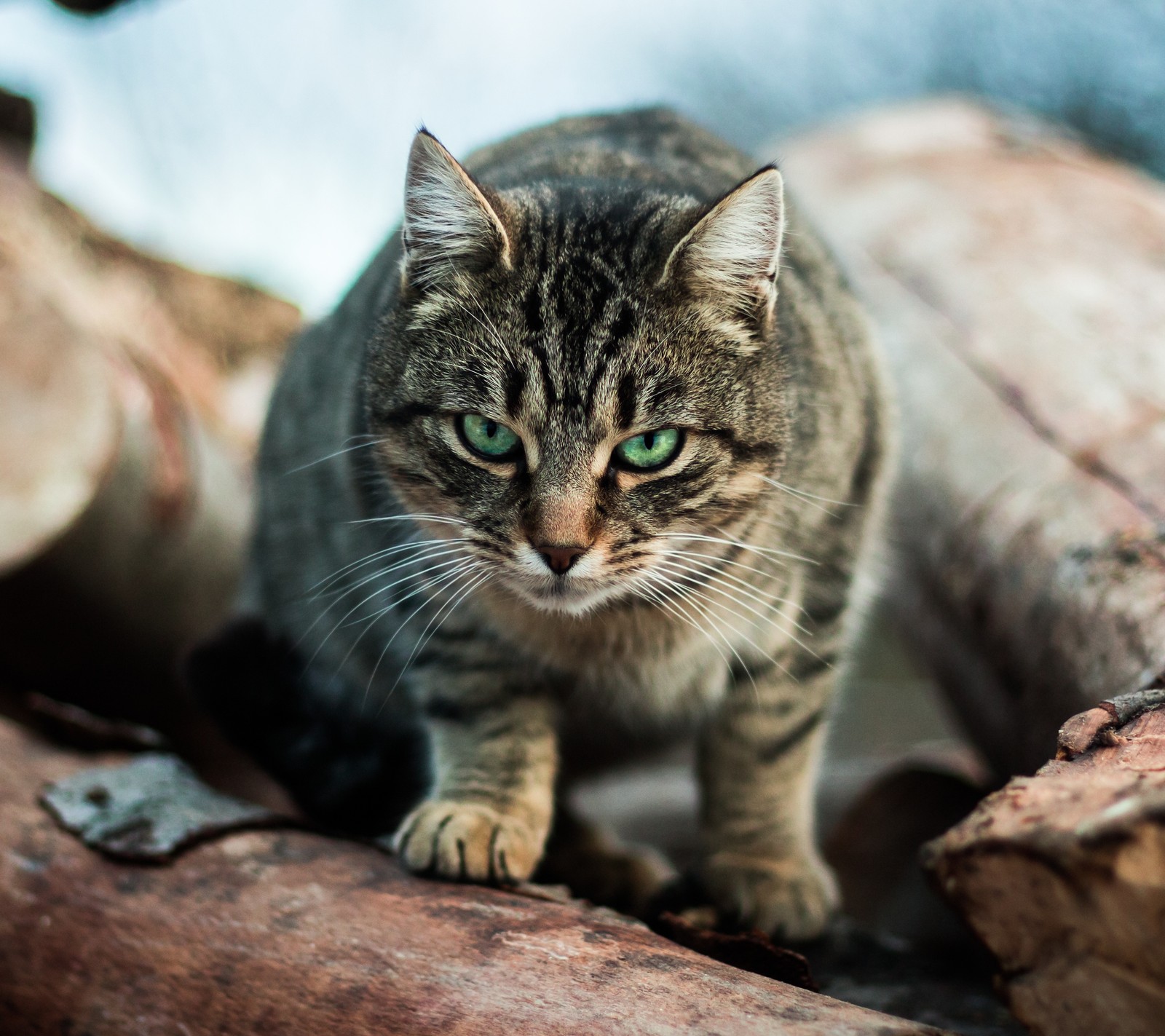 Es gibt eine katze, die auf einem baumstamm steht. (tier, gato, katzen, grün, hd)