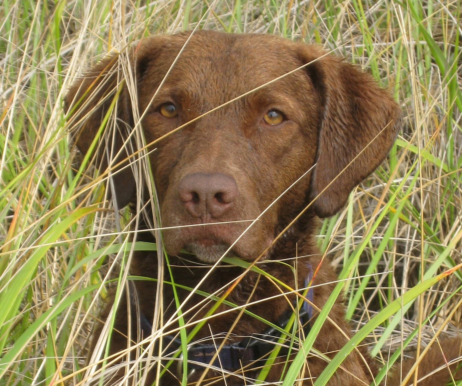 Lade chesapeake, hunde, jagd Hintergrund herunter