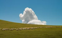 Pradera serena con ovejas pastando y nubes cúmulo