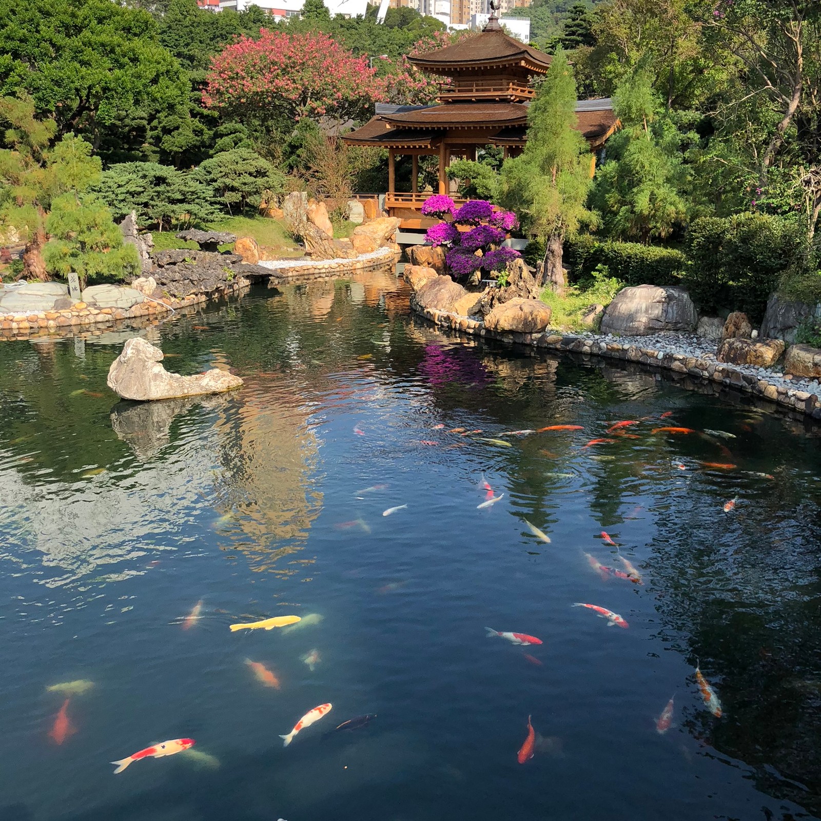 Im teich im garten schwimmen viele fische (reflexion, gewässer, teich, wasser, wasserressourcen)