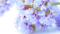 Delicate Electric Blue Blossom with White Petals and Pollen