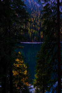 Serene Abendreflexion in einem Kiefernwaldsee