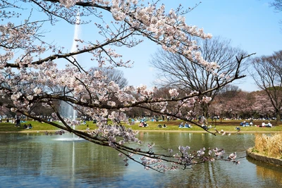 Ramo de flor de cerejeira com vista para um lago tranquilo na primavera em Tóquio